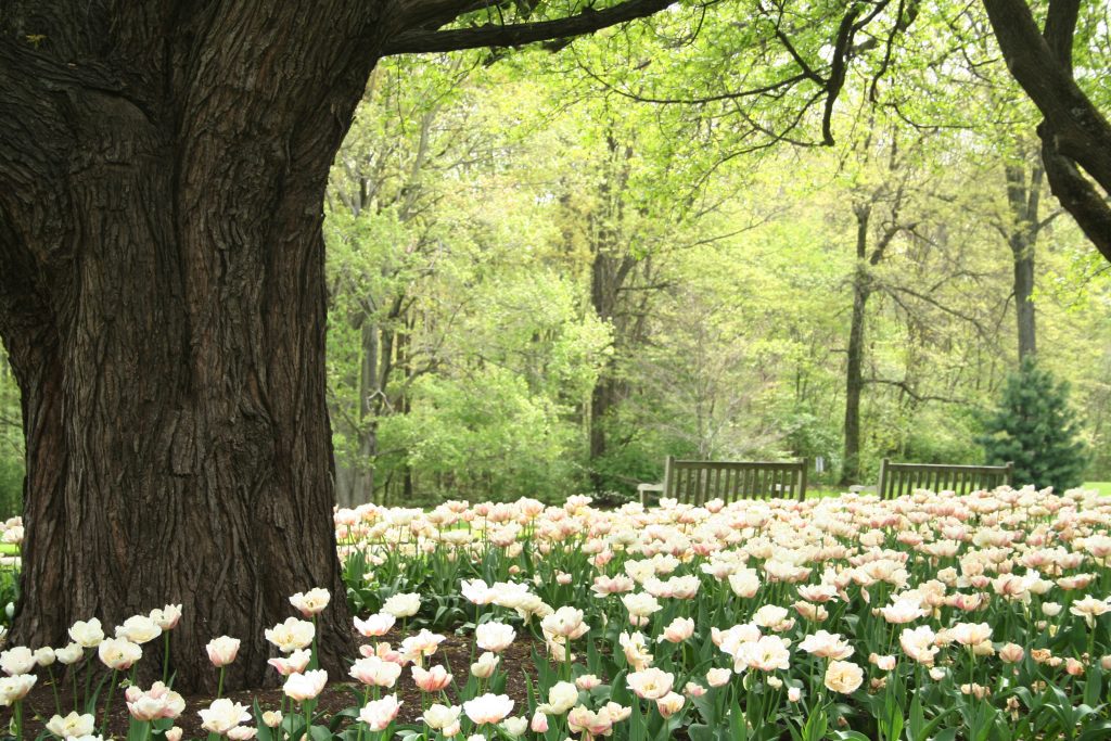 direct cremation in Dublin, OH