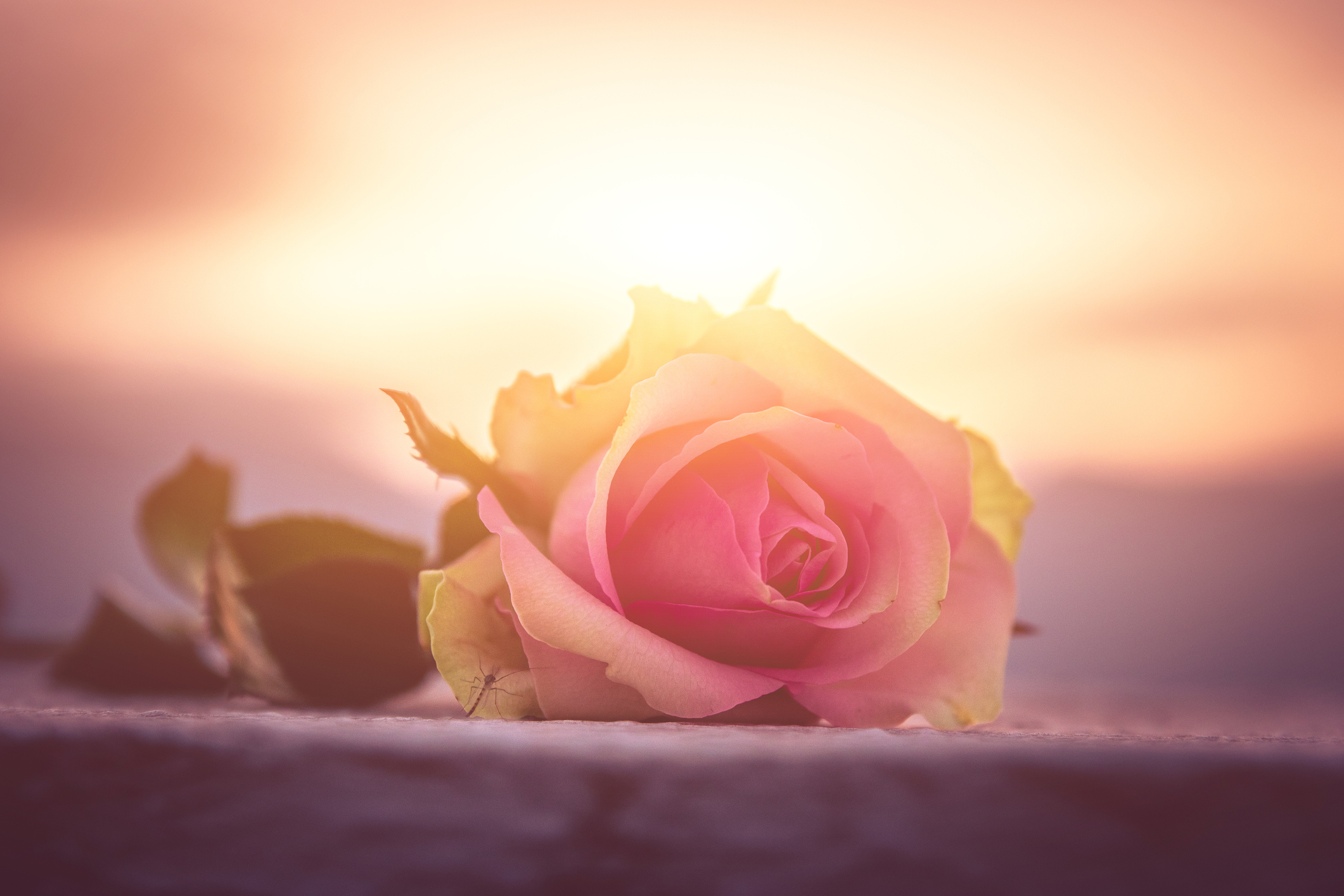 direct cremation in Worthington, OH