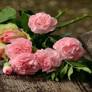 direct cremation in Worthington, OH