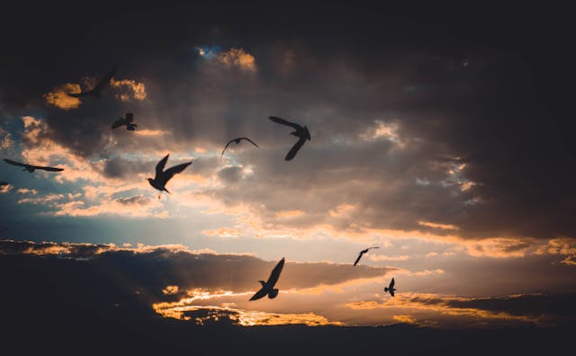 cremation services in Columbus OH