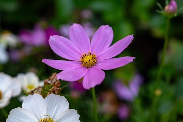 cremation services Columbus, OH