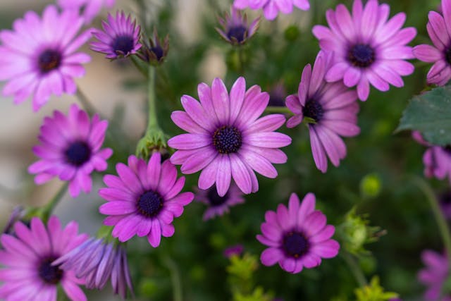 cremations Columbus, OH