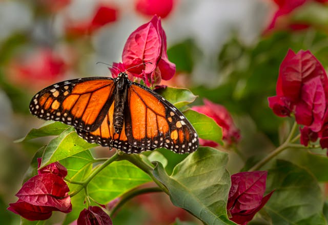 cremation services Columbus, OH