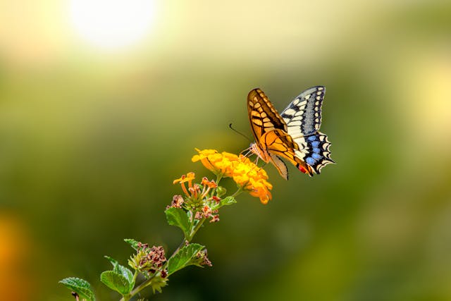 A delicate butterfly pauses on a small cluster of yellow flowers, evoking a gentle sense of peace with direct cremation in Columbus, OH