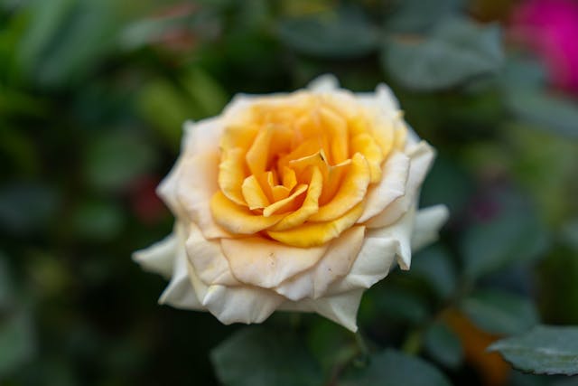 A cream-and-gold rose blooms in soft focus, offering a gentle symbol of remembrance often associated with cremations in Columbus, OH