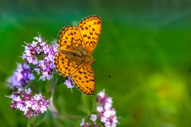 An orange butterfly perched on delicate purple flowers brings a gentle, uplifting feel to cremations Columbus, OH