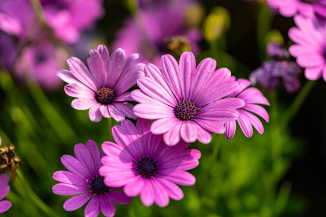 A cluster of bright purple flowers in bloom brings a soft and peaceful touch to cremation services Columbus, OH