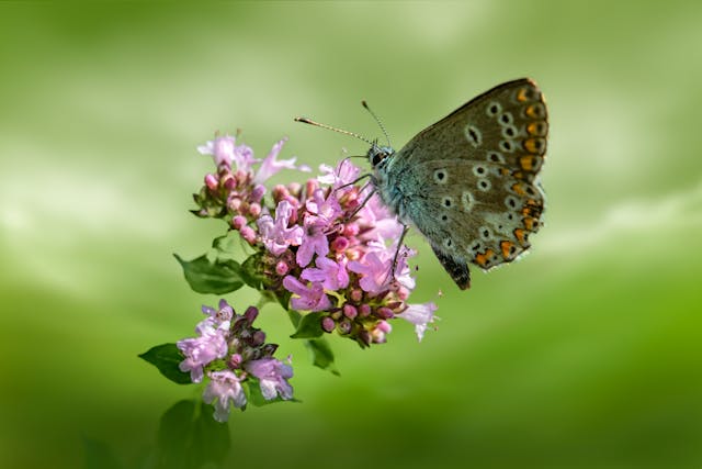 A butterfly resting on soft pink flowers brings a calm and meaningful touch to cremations Columbus, OH