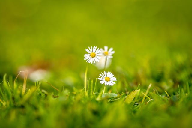 Tiny white daisies in fresh green grass bring a gentle sense of peace for direct cremation Columbus, OH